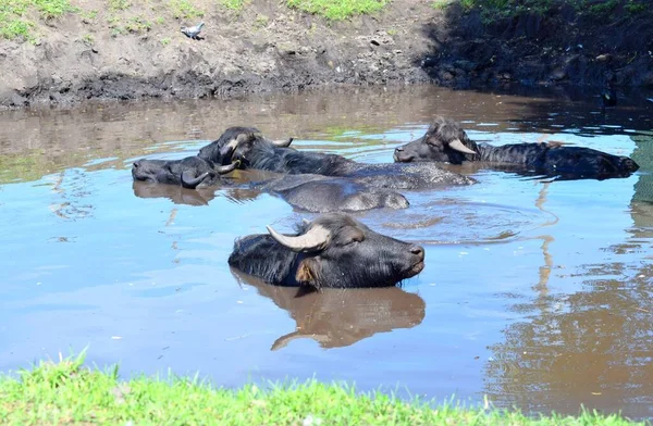 Su bufalosu ya da yerli su bufalosu, Hindistan ve Güneydoğu Asya kökenli büyük bir sığır türüdür.. 