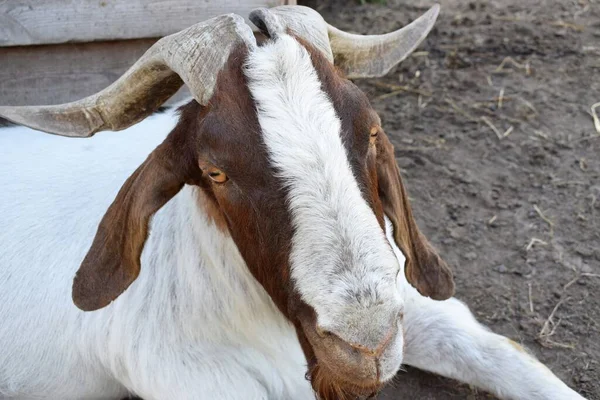 White Brown Goat Big Horns — Stock Photo, Image