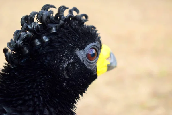 Grande Uccello Nero Con Becco Giallo — Foto Stock