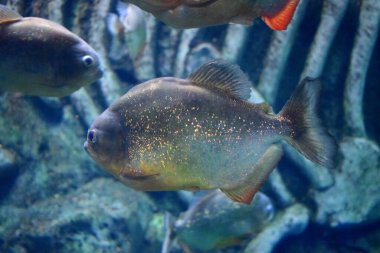 Kırmızı karınlı piranha ya da kırmızı piranha, tatlı su habitatı, yırtıcı bir savunma olarak sürüler halinde seyahat eden, ancak nadiren grup avcılığı yapan bir piranha türüdür. Popüler bir akvaryum balığı..