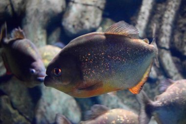 Kırmızı karınlı piranha ya da kırmızı piranha, tatlı su habitatı, yırtıcı bir savunma olarak sürüler halinde seyahat eden, ancak nadiren grup avcılığı yapan bir piranha türüdür. Popüler bir akvaryum balığı..