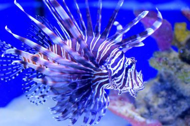 Pterois (zebraca: zebrafish, tatyfish), kırmızı, beyaz, kremsi veya siyah baniler, gösterişli pektoral yüzgeçler ve zehirli dikenli yüzgeçler ile karakterize edilen zehirli bir deniz balığı cinsidir..