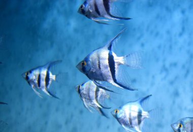 Pterophyllum, Cichlidae familyasından bir balık cinsidir ve çoğu akvaryumcu tarafından melek balığı olarak bilinir..