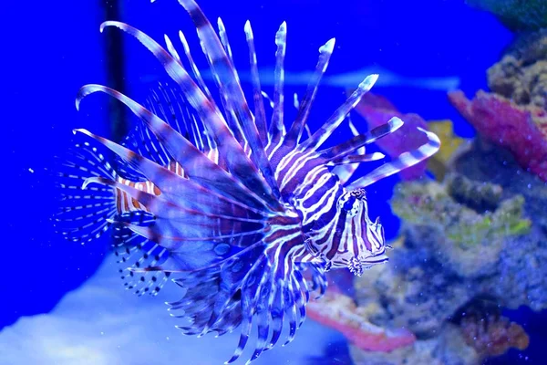 Pterois Zebrafish Firefish Tastyfish Gênero Peixes Marinhos Venenosos Caracterizado Por — Fotografia de Stock