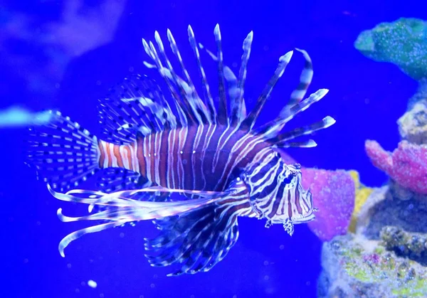 Pterois Zebrafish Firefish Tastyfish Род Ядовитых Морских Рыб Характеризуется Окраской — стоковое фото
