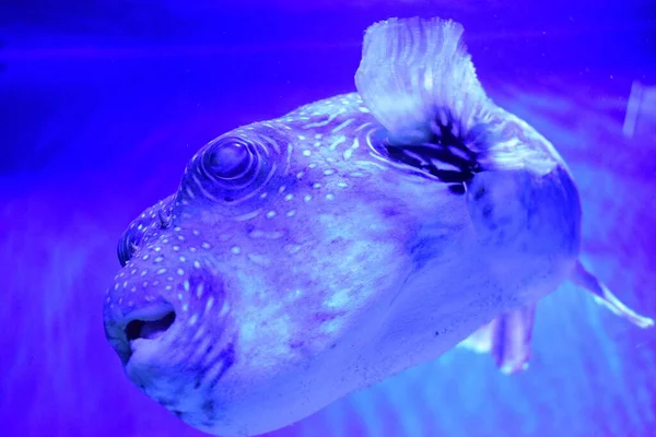 タキフグ Takifugu 別名フグ Fugu とも呼ばれる属の一つです 魚は毒性が強いが それでもおそらく日本では珍味とされている — ストック写真