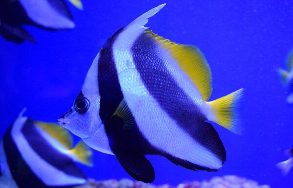   Heniochus is a genus of marine ray-finned fish, butterflyfishes from the family Chaetodontidae. 