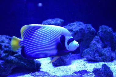 Deniz meleği balığı, Pomacanthidae familyasından bir balık türü. Bunlar tropikal Atlantik, Hint ve çoğunlukla batı Pasifik Okyanuslarındaki sığ resiflerde bulunurlar. Bu Pomacanthus xanthometopon.