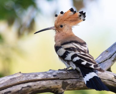 Avrasya hupoesi, Upupa epops. Bir kuş armasını yayar ve kalın, kuru bir dala oturur.