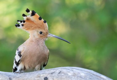 Avrasya hupoesi, Upupa epops. Bir kuş tepesini yayar ve bir kütüğe oturur.