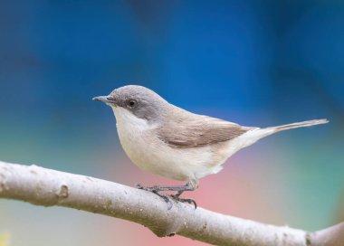 Daha az beyaz boğazlı, Sylvia Curruca. Bir kuş güzel bir arka planda bir dala oturur.