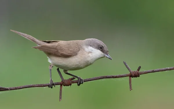 Lesser Whitethroat Sylvia Curruca Bird Sits Barbed Wire Blurry Green — Stock Photo, Image
