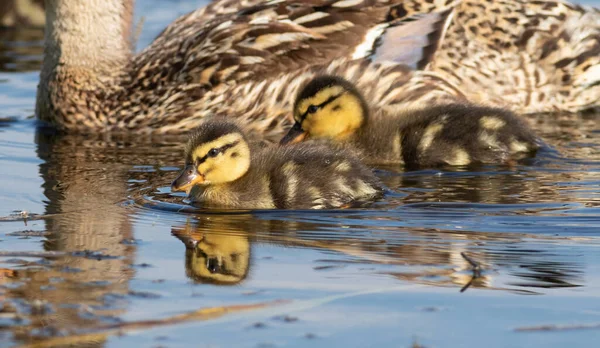 Mallard Anas Platyrhynchos Chicks Mother Floating River — Stock Photo, Image