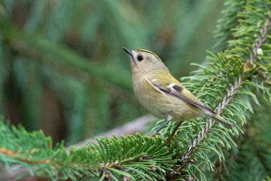 Goldcrest, Regulus regulus. Küçük bir kuş ladin dalında oturur