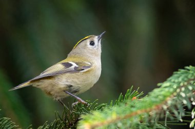 Goldcrest, Regulus regulus. Bir kuş, bir Noel ağacının dallarını yiyecek aramak için keşfeder.