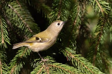 Goldcrest, Regulus regulus. Bir kuş yiyecek bulmak için bir köknar ağacının dallarını keşfeder.
