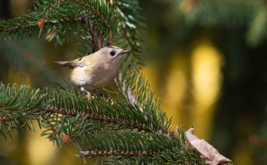 Goldcrest, Regulus regulus. Bir kuş yemek aramak için daldan dala uçar.