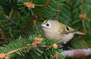 Goldcrest, Regulus regulus. Küçük bir kuş ladin dalında oturur