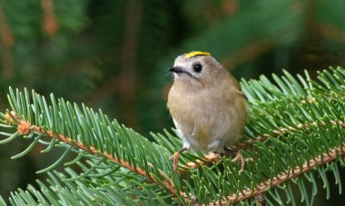 Goldcrest, Regulus regulus. Küçük bir kuşa yakın çekim