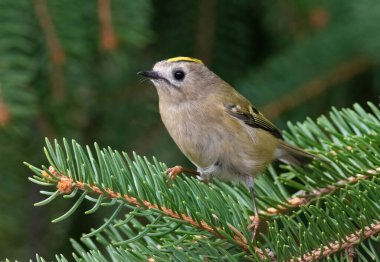 Goldcrest, Regulus regulus. Ladin iğnelerinin üzerinde oturan küçük bir kuşun yakın çekimi.