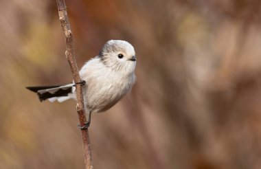 Long-tailed tit, Aegithalos caudatus. A beautiful bird sitting on a thin twig