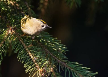 Goldcrest, Regulus regulus. A bird looks for prey on the branches of a fir tree