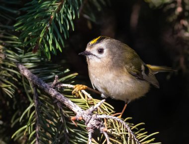 Goldcrest, Regulus regulus. Küçük bir kuş ladin dalında oturur