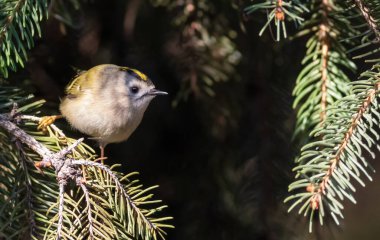 Goldcrest, Regulus regulus. Küçük bir kuş ladin dalında oturur