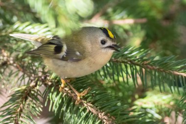 Goldcrest, Regulus regulus. A bird sits on a spruce branch and sings