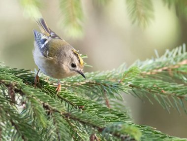 Goldcrest, Regulus regulus. Bir kuş köknar dalında oturur.