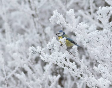 Eurasian blue tit, Cyanistes caeruleus. Winter. A bird sits on a branch, holds a berry in its beak