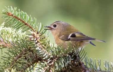 Goldcrest, Regulus regulus. A bird sits on a spruce branch and sings