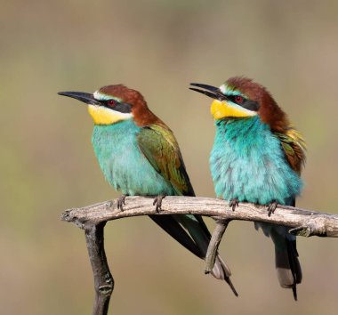 European bee-eater, Merops apiaster. Male and female sitting on a branch