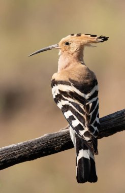 Eurasian hoopoe, Upupa epops. Early in the morning a bird sat on a beautiful branch.