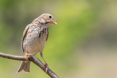 Corn bunting, Emberiza calandra. The male bird sits on a thin branch against a green background.