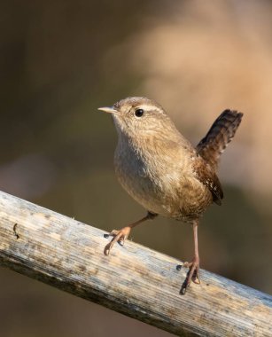 Eurasian wren, Troglodytes troglodytes. A little bird sits on the thick stem of a plant