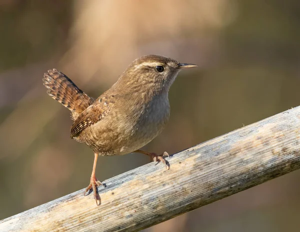 stock image Eurasian wren, Troglodytes troglodytes. A little bird sits on the thick stem of a plant