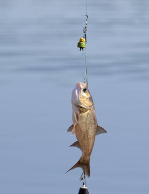 The fisherman caught the fish, pulled it out of the water. The fish is hanging on the hook