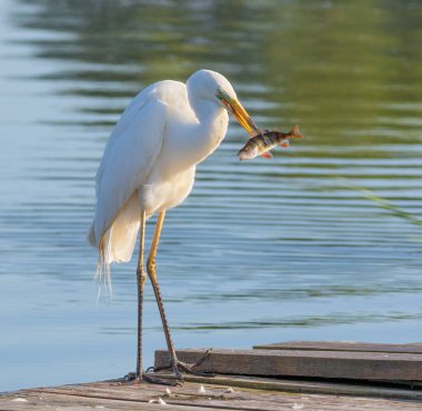 Great egret, Ardea alba. A beautiful bird standing on the bank of a river holding a fish in its beak