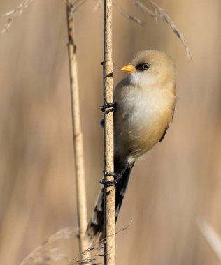 Bearded reedling, Panurus biarmicus. A young male sits on a reed stalk on the river bank