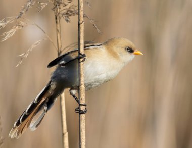 Bearded reedling, Panurus biarmicus. A young male sits on a reed stalk on the river bank