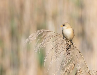 Bearded reedling, Panurus biarmicus. A young male sits on top of a reed