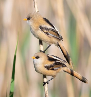 Bearded reedling, Panurus biarmicus. Two young males sitting on a reed stalk on the river bank