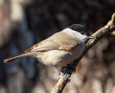 Marsh tit, Poecile palustris. A bird sits on a tree branch in the forest
