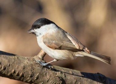 Marsh tit, Poecile palustris. A bird sits on a tree branch in the forest