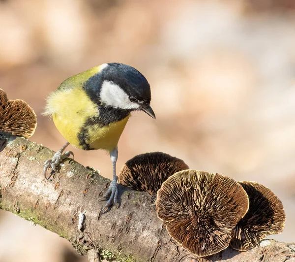 Great tit, Parus major. A bird sits on a branch with mushrooms on it
