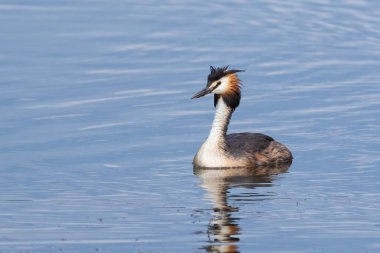 Great crested grebe, Podiceps cristatus. A bird floating on a river