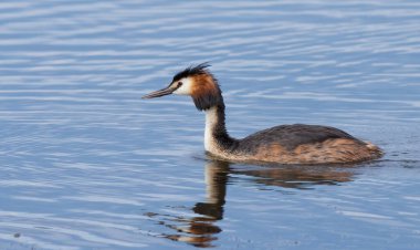 Great crested grebe, Podiceps cristatus. A bird floating on a river