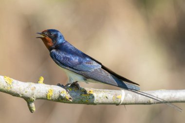 Barn swallow, Hirundo rustica. A bird sits on a branch. Looks away and sings