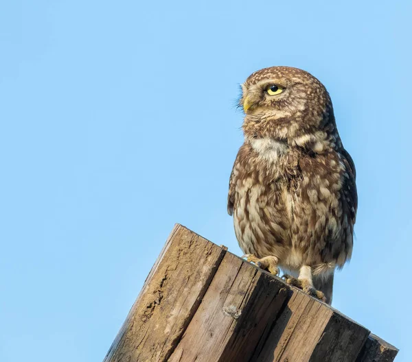 Little owl, Athene noctua. A bird stands on the boards and looks away